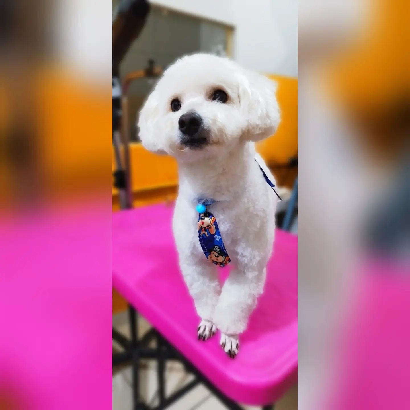 BANHO E TOSA EM RONDONÓPOLIS - MT