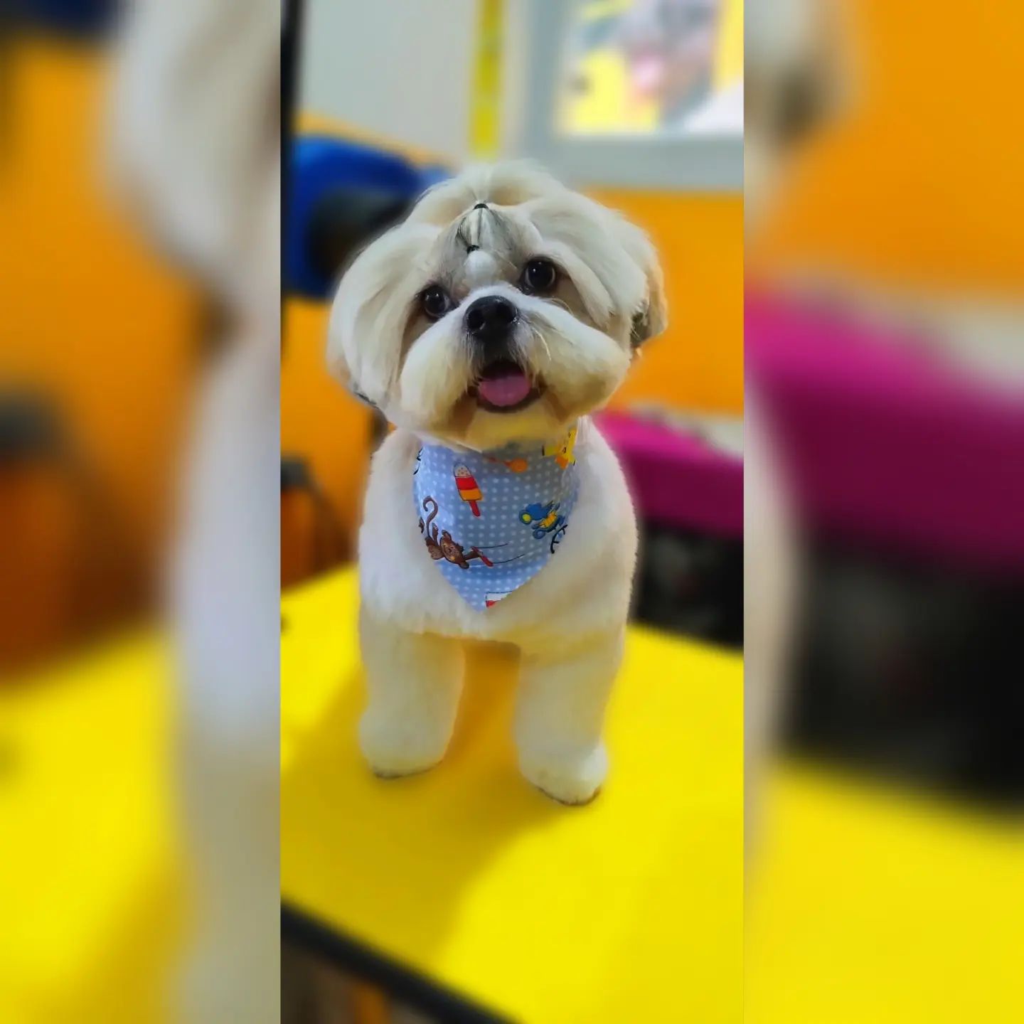 BANHO E TOSA EM RONDONÓPOLIS - MT