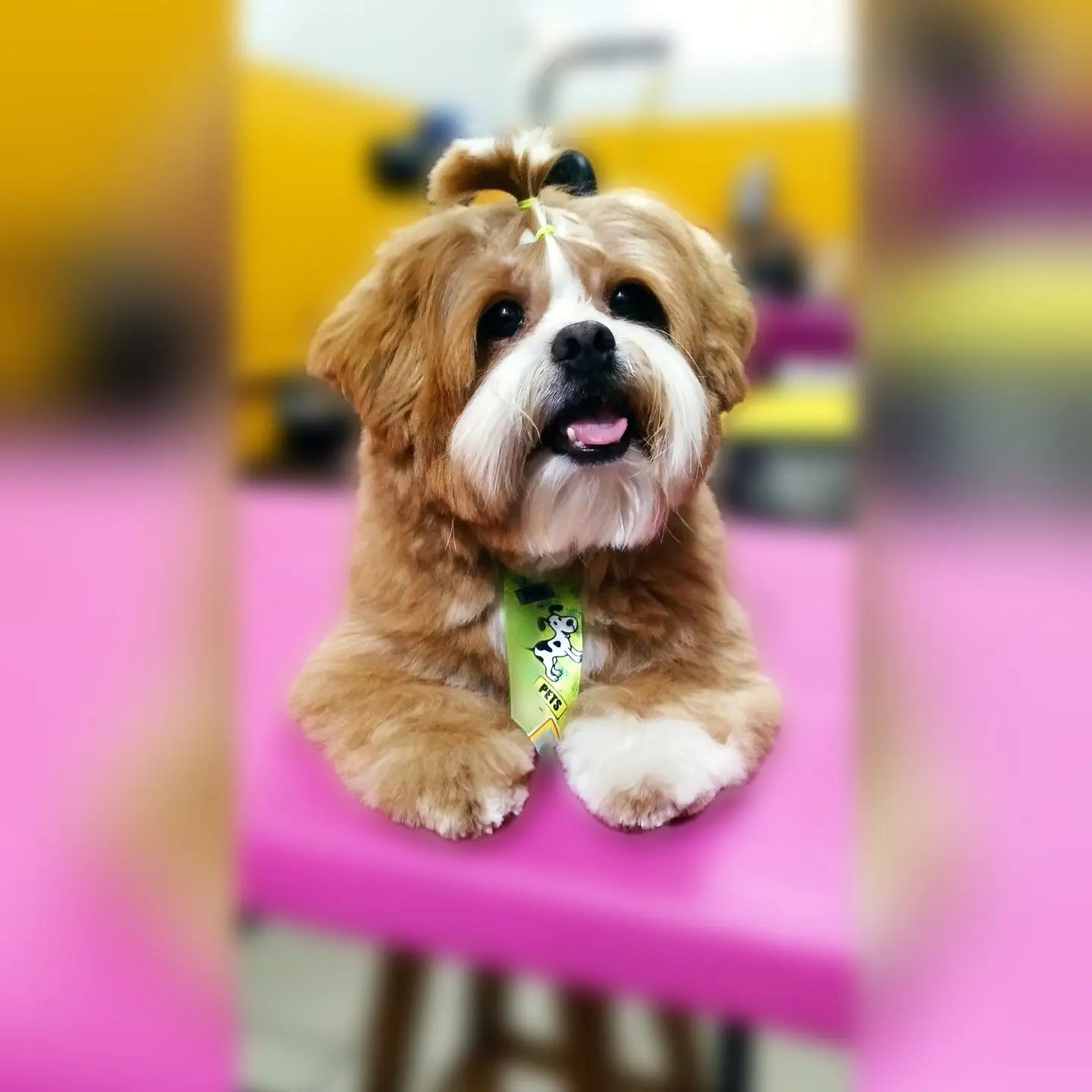 BANHO E TOSA EM RONDONÓPOLIS - MT