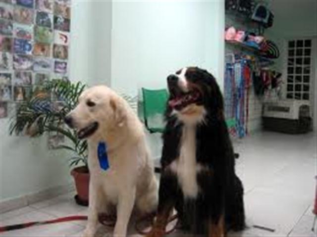 BANHO E TOSA EM SAO GONCALO