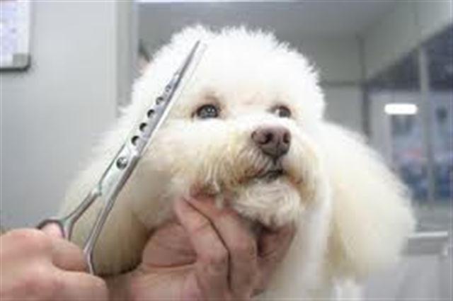 BANHO E TOSA EM SAO GONCALO