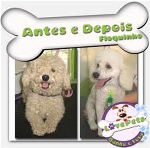 BANHO E TOSA EM SAO GONCALO