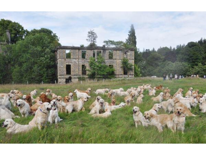 CLINICA VETERINÁRIA 24 HORAS EM SÃO BERNADO DO CAMPO  
