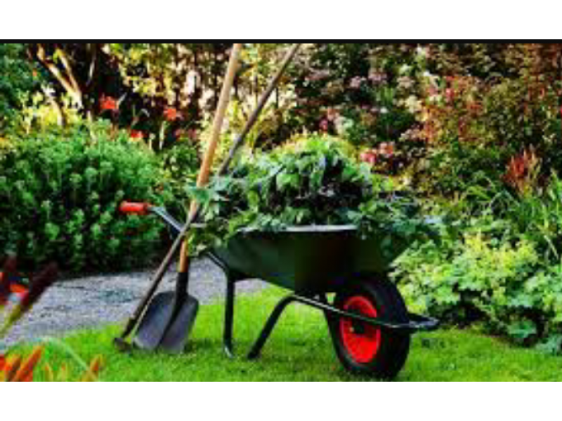 PODA DE ARVORES EM  PACAEMBU - SP