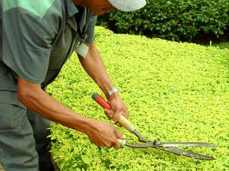 PODA DE ARVORES EM  PACAEMBU - SP