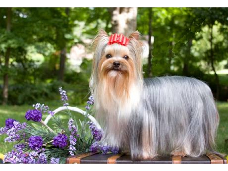 PET SHOP MOVEL EM PETROPOLIS 