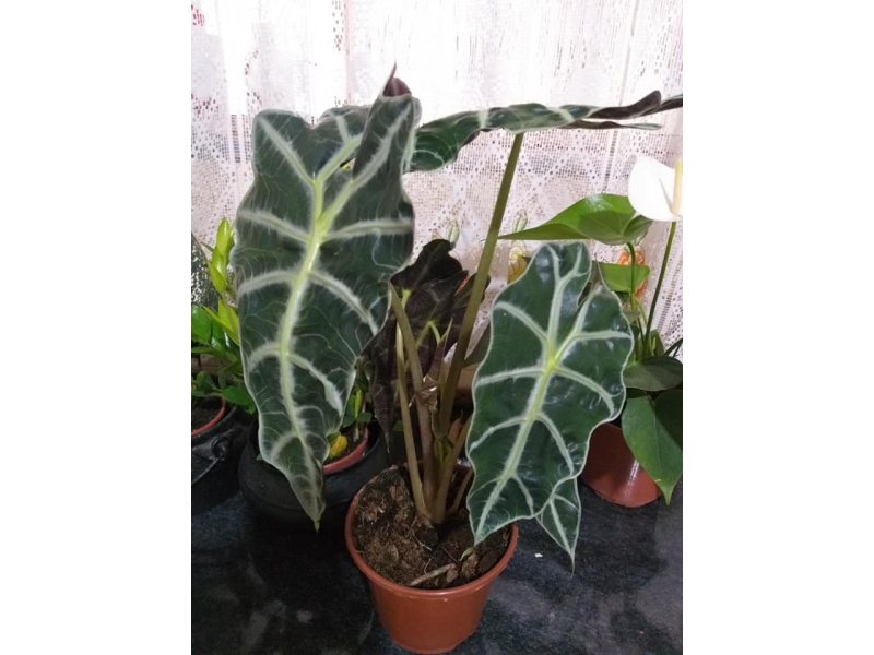 FLORICULTURA EM VOLTA REDONDA RJ