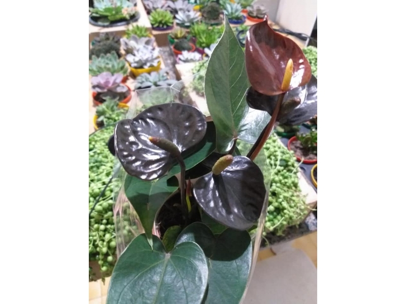 FLORICULTURA EM VOLTA REDONDA RJ