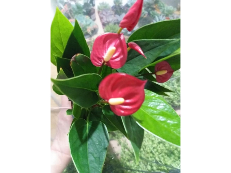 FLORICULTURA EM VOLTA REDONDA RJ