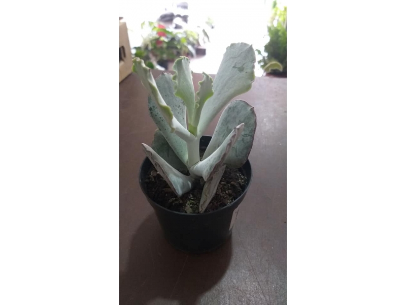 FLORICULTURA EM VOLTA REDONDA RJ