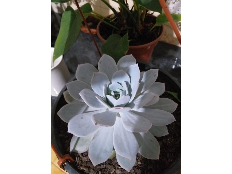 FLORICULTURA EM VOLTA REDONDA RJ