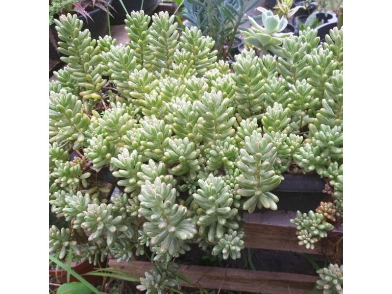 FLORICULTURA EM VOLTA REDONDA RJ