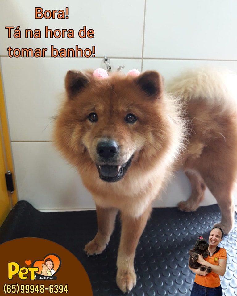 BANHO E TOSA EM TANGARÁ DA SERRA - MT