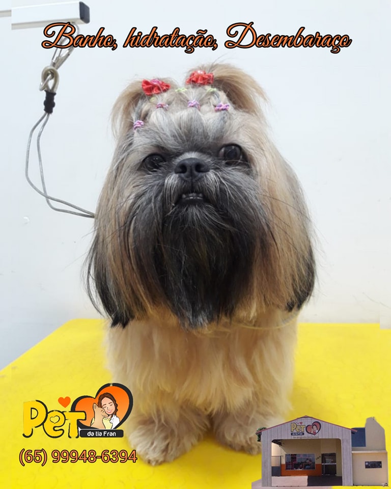 BANHO E TOSA EM TANGARÁ DA SERRA - MT