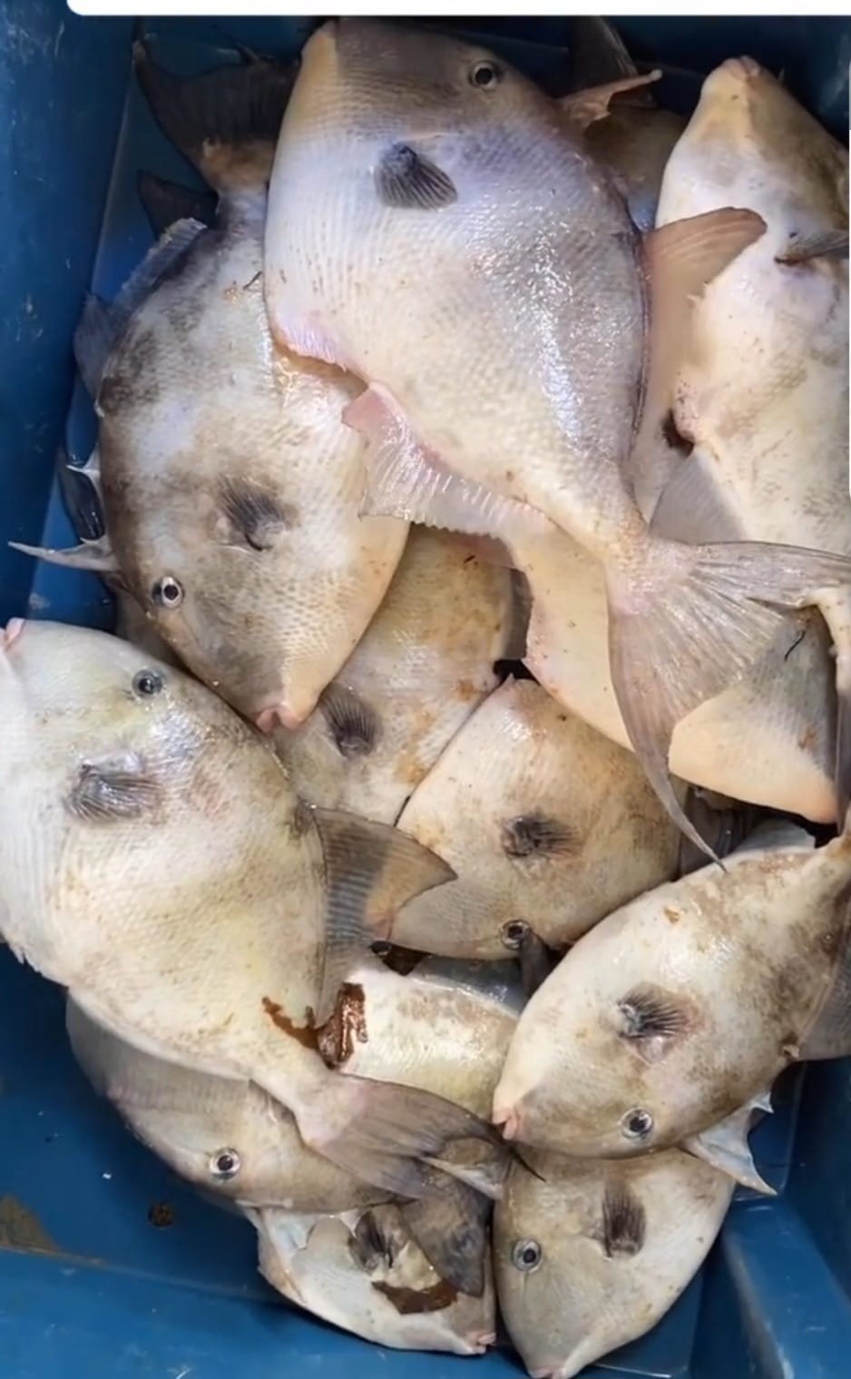 PEIXARIA EM MARATAIZES - ES