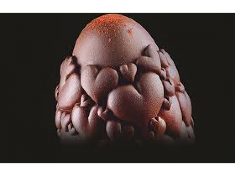 LOJA DE CHOCOLATE E PRESENTES NA VILA ZILDA EM SÃO PAULO