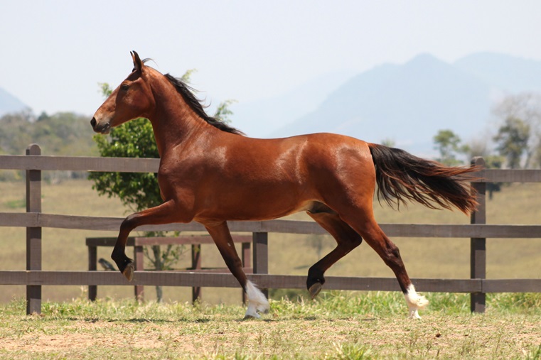 CRIADOR DE MANGALARGA MARCHADOR NO RIO DE JANEIRO - HARAS PEDRA ROXA - RJ