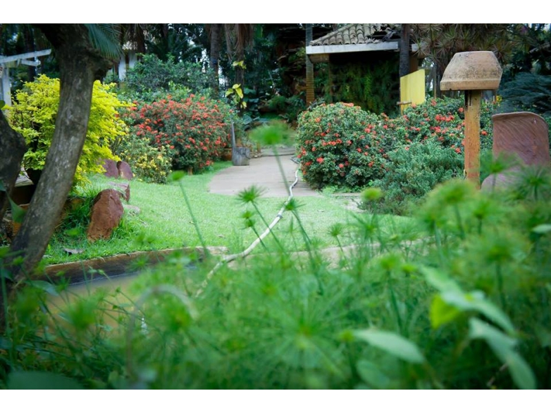 PLANTAS ORNAMENTAIS HORTO DECORACAO EM CAMPOS DOS GOYTACAZES