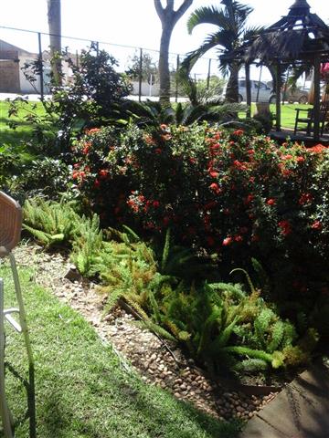 PLANTAS ORNAMENTAIS HORTO DECORACAO EM CAMPOS DOS GOYTACAZES