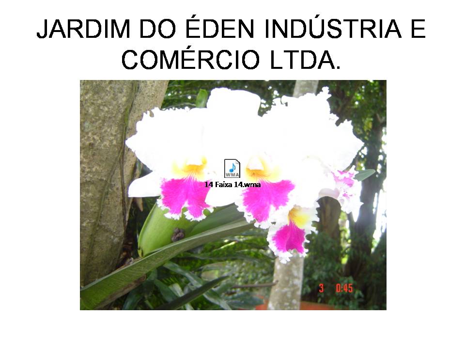 PLANTAS ORNAMENTAIS HORTO DECORACAO EM CAMPOS DOS GOYTACAZES