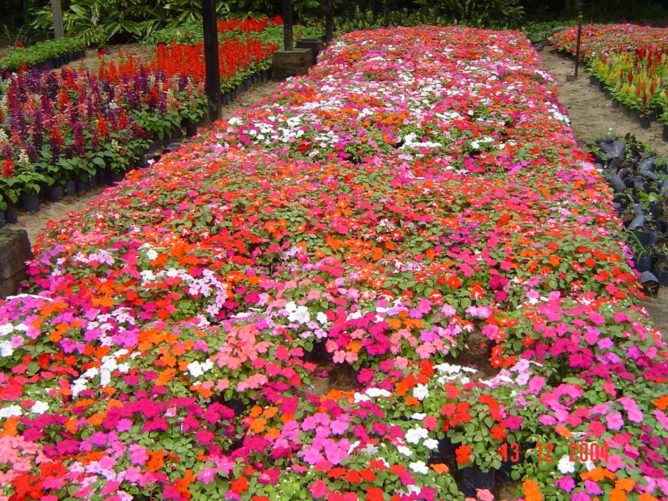 PLANTAS ORNAMENTAIS HORTO DECORACAO EM CAMPOS DOS GOYTACAZES