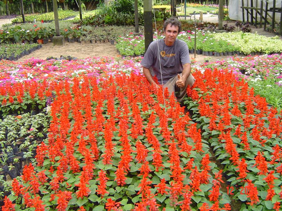 PLANTAS ORNAMENTAIS HORTO DECORACAO EM CAMPOS DOS GOYTACAZES