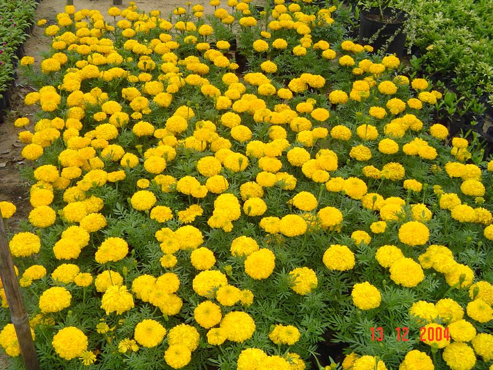 PLANTAS ORNAMENTAIS HORTO DECORACAO EM CAMPOS DOS GOYTACAZES