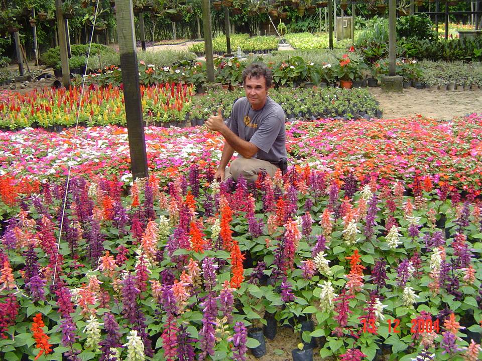 PLANTAS ORNAMENTAIS HORTO DECORACAO EM CAMPOS DOS GOYTACAZES