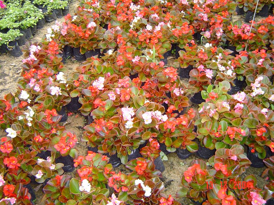 PLANTAS ORNAMENTAIS HORTO DECORACAO EM CAMPOS DOS GOYTACAZES
