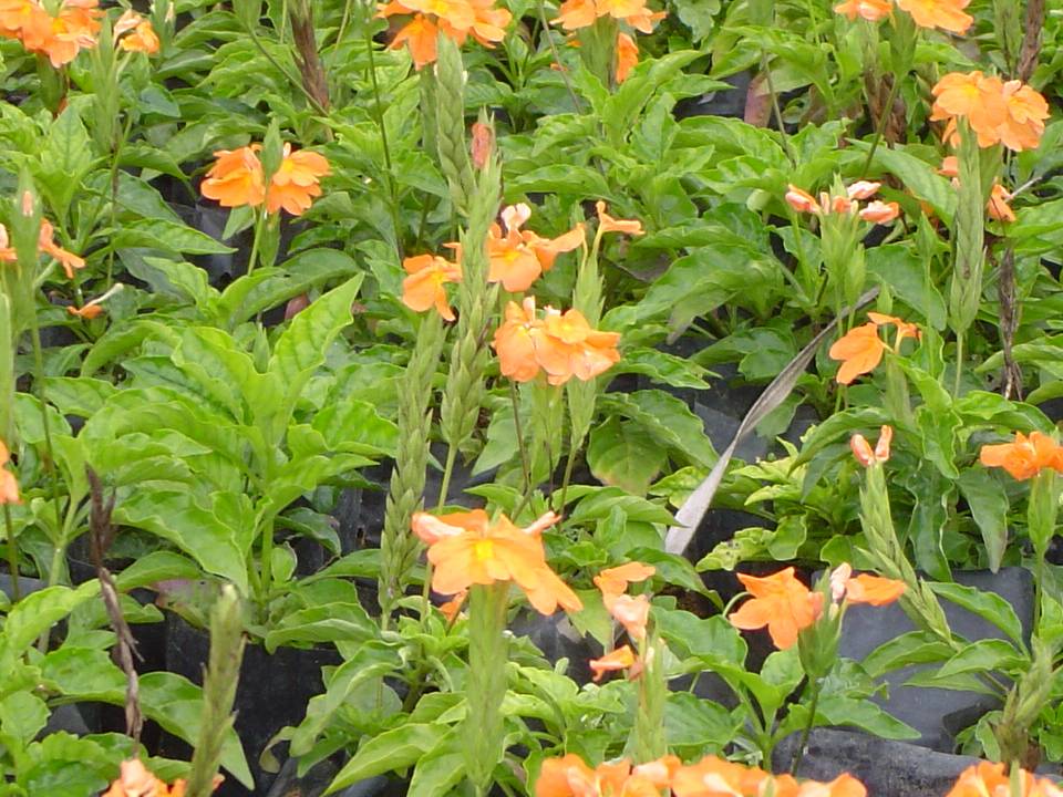 PLANTAS ORNAMENTAIS HORTO DECORACAO EM CAMPOS DOS GOYTACAZES