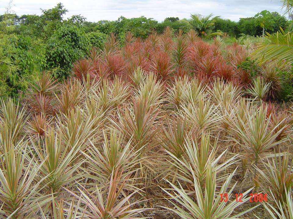 PLANTAS ORNAMENTAIS HORTO DECORACAO EM CAMPOS DOS GOYTACAZES