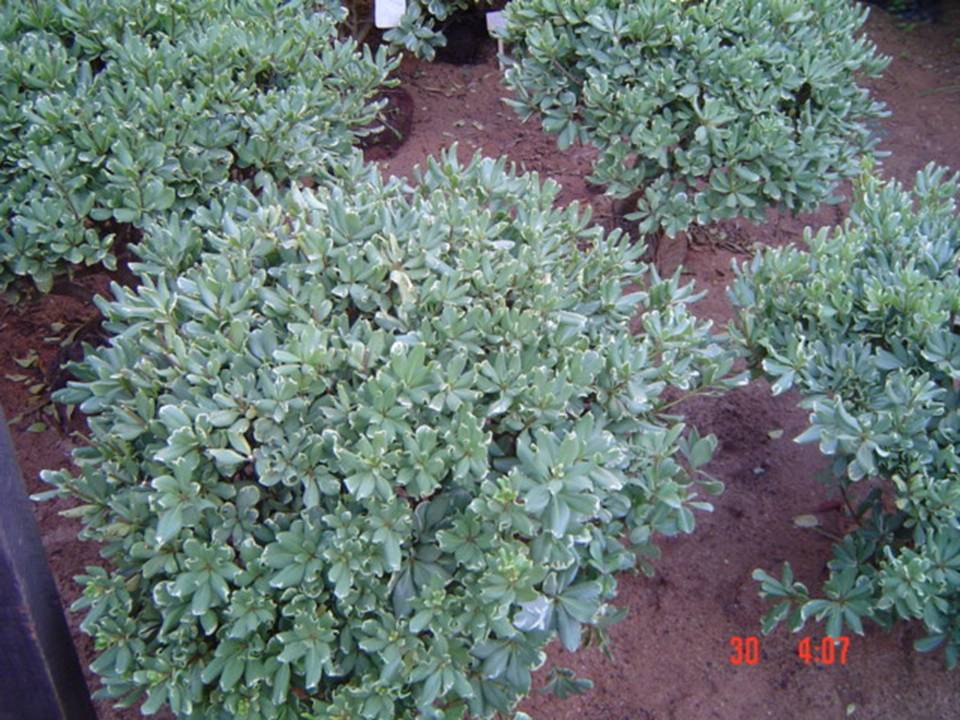 PLANTAS ORNAMENTAIS HORTO DECORACAO EM CAMPOS DOS GOYTACAZES