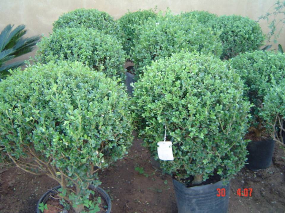 PLANTAS ORNAMENTAIS HORTO DECORACAO EM CAMPOS DOS GOYTACAZES