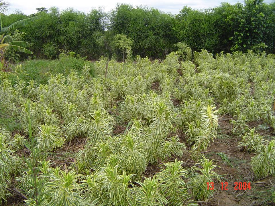 PLANTAS ORNAMENTAIS HORTO DECORACAO EM CAMPOS DOS GOYTACAZES