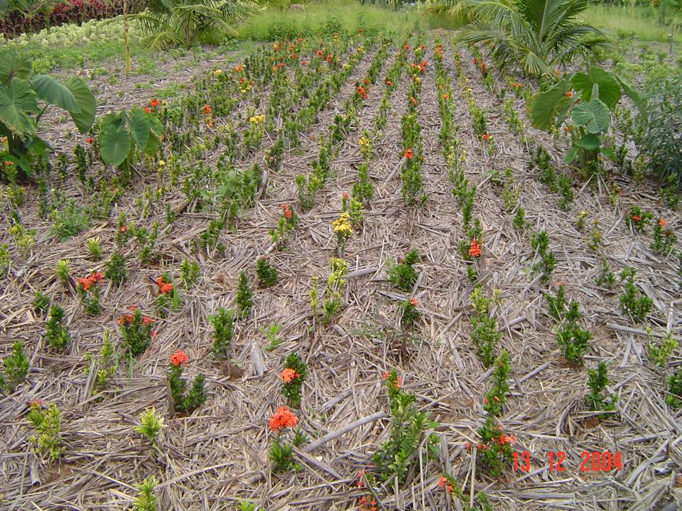 PLANTAS ORNAMENTAIS HORTO DECORACAO EM CAMPOS DOS GOYTACAZES