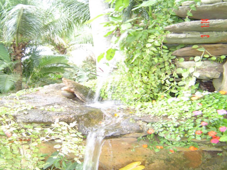 PLANTAS ORNAMENTAIS HORTO DECORACAO EM CAMPOS DOS GOYTACAZES