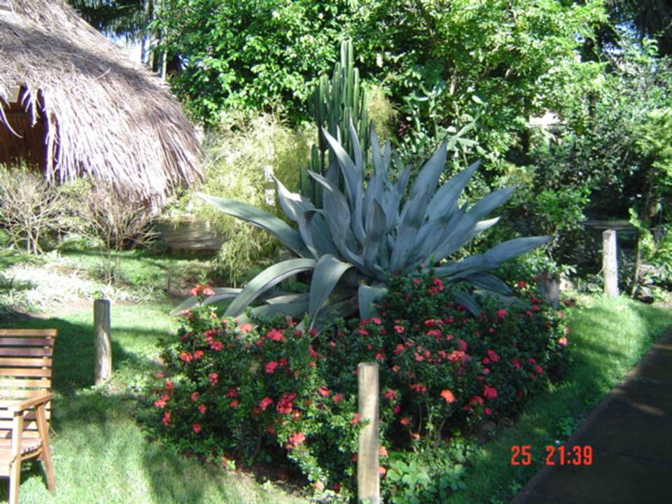 PLANTAS ORNAMENTAIS HORTO DECORACAO EM CAMPOS DOS GOYTACAZES