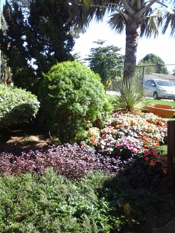 PLANTAS ORNAMENTAIS HORTO DECORACAO EM CAMPOS DOS GOYTACAZES