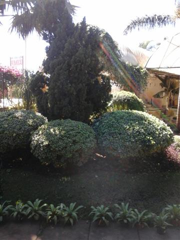 PLANTAS ORNAMENTAIS HORTO DECORACAO EM CAMPOS DOS GOYTACAZES