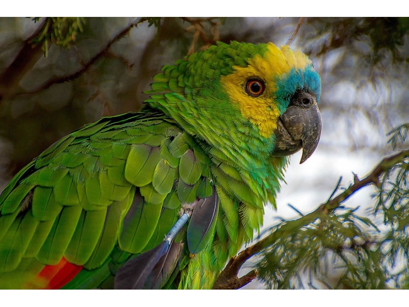 AVES EXÓTICAS NA BARRA DA TIJUCA - RJ