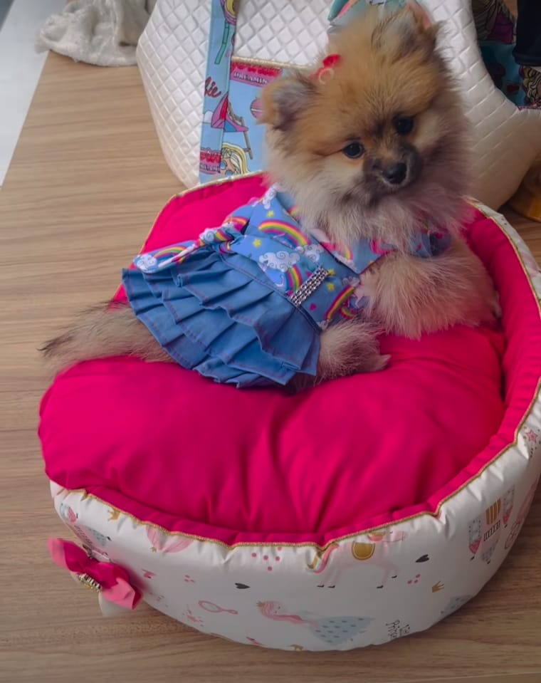 HOSPEDAGEM PARA PET EM CACHOEIRO DE ITAPEMIRIM-ES