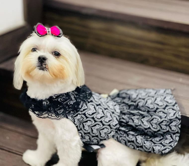 HOSPEDAGEM PARA PET EM CACHOEIRO DE ITAPEMIRIM-ES