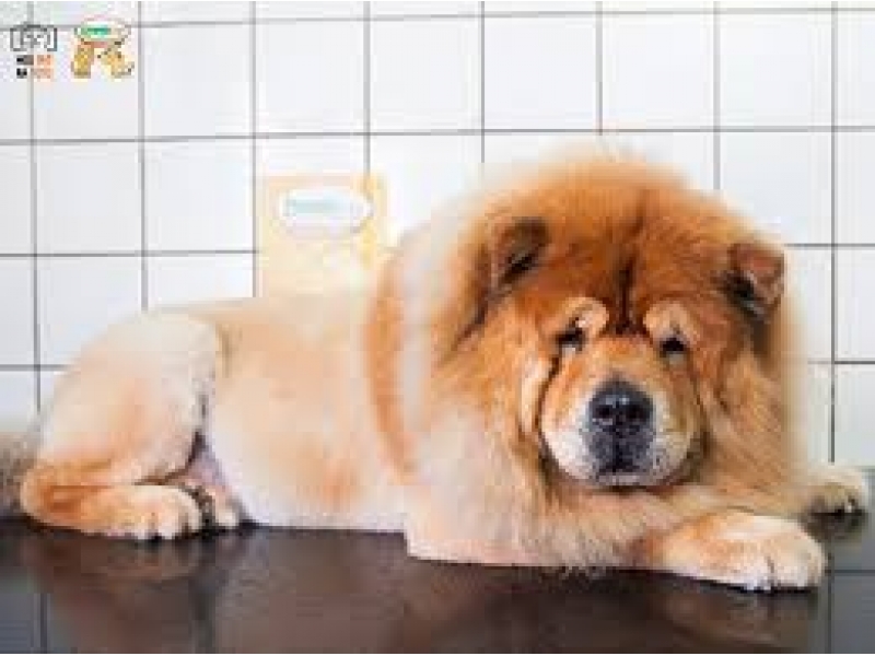 PET SHOP NO JARDIM MORUMBI EM SÃO PAULO