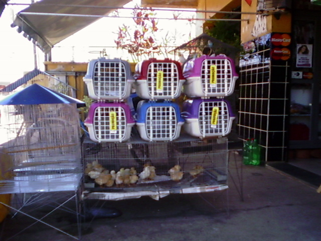 CAO FELIZ PET SHOP EM CAMPOS DOS GOYTACAZES