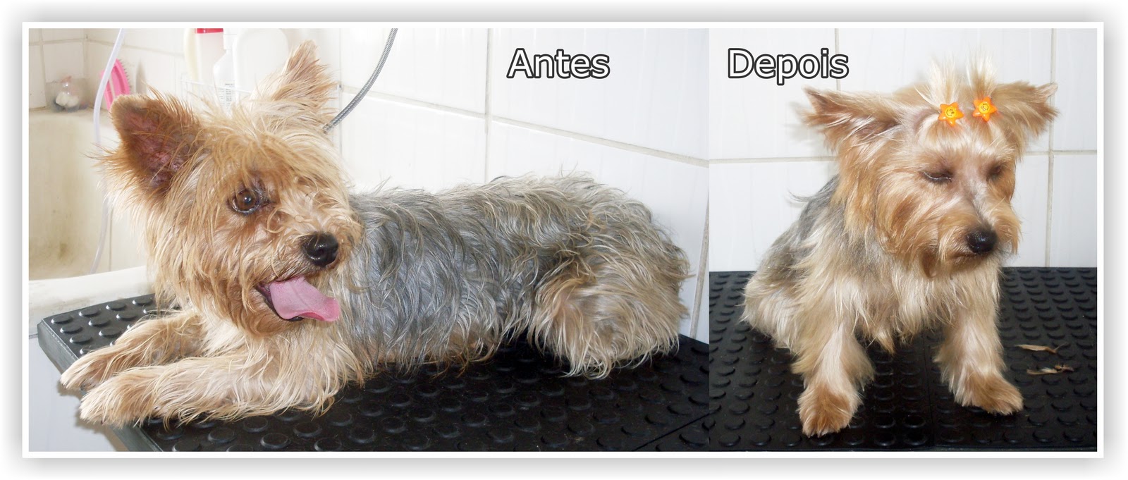 CAO FELIZ PET SHOP EM CAMPOS DOS GOYTACAZES