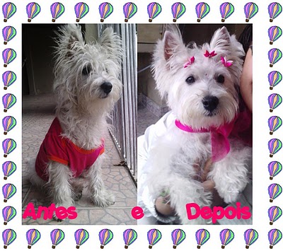 CAO FELIZ PET SHOP EM CAMPOS DOS GOYTACAZES