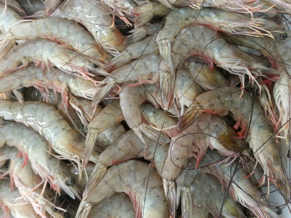 PEIXARIA EM PIABETÁ MAGÉ - RJ 
