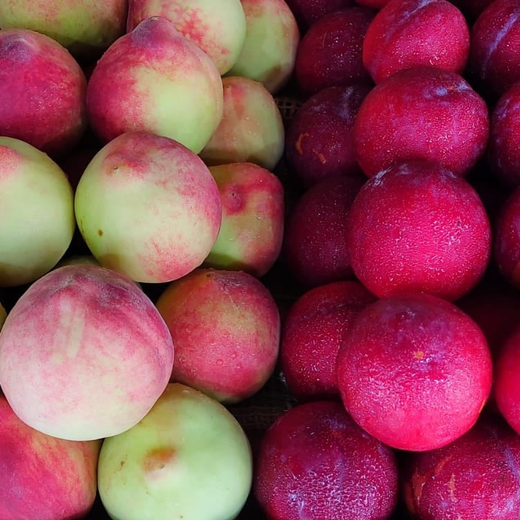 PRODUTOS NATURAIS EM NOVA FRIBURGO - CAPIM LIMÃO - RJ
