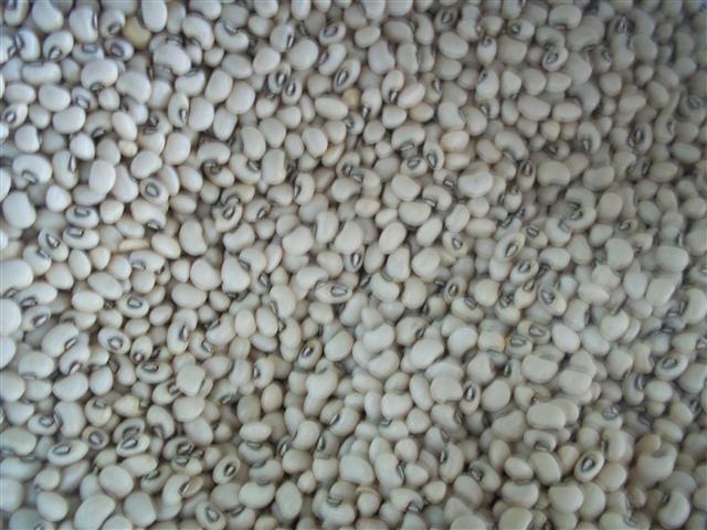 LOJA DE PRODUTOS NATURAIS E NORDESTINOS EM XEREM DUQUE DE CAXIAS - CASA DO NORTE - RJ