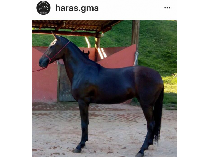 VENDA DE POTROS MANGALARGA MARCHADOR EM VITÓRIA